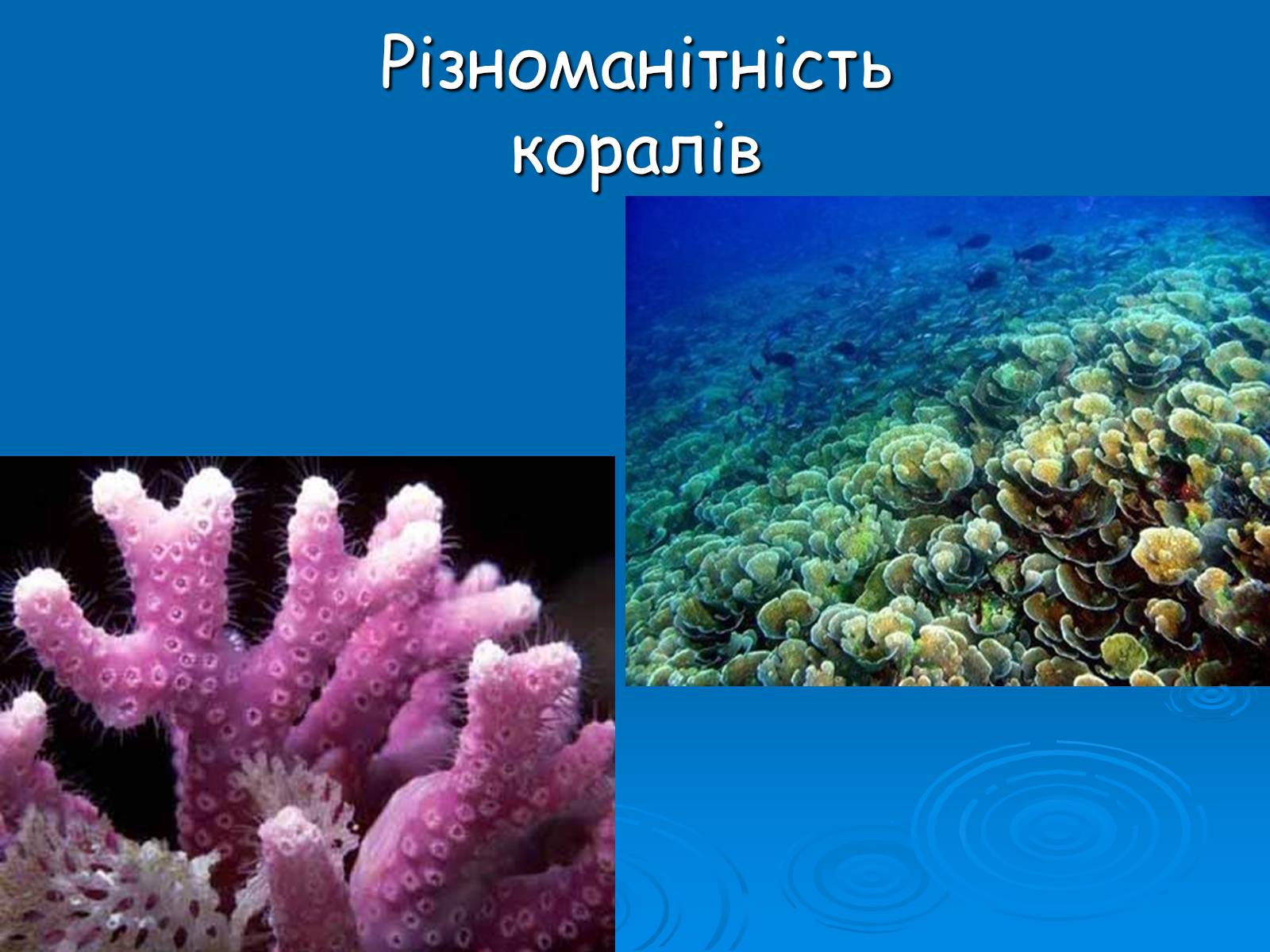 Презентація на тему «Коралові поліпи» - Слайд #8