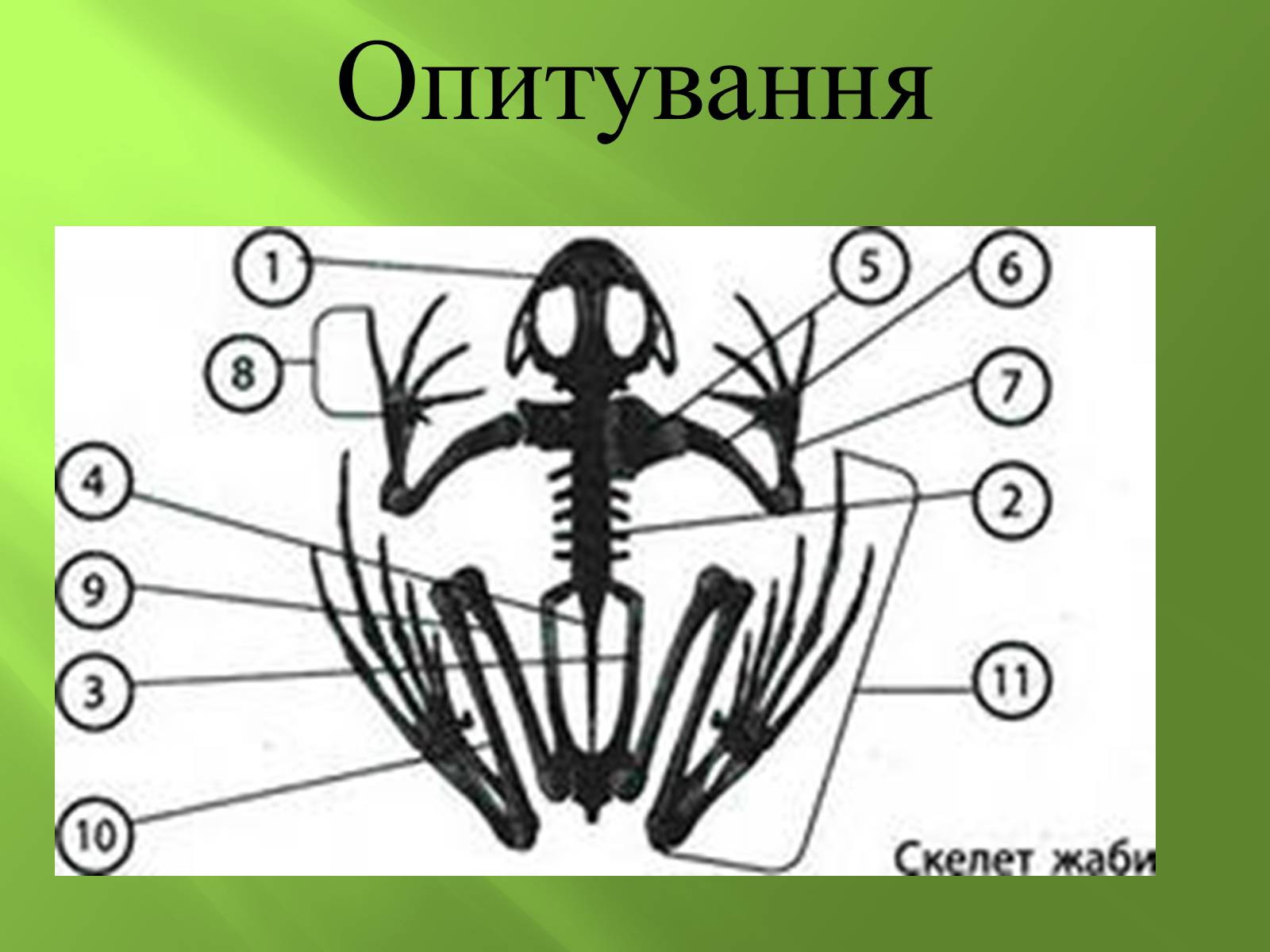 Презентація на тему «Безхвості жаби» - Слайд #10