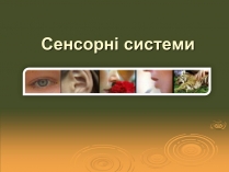 Презентація на тему «Сенсорні системи»