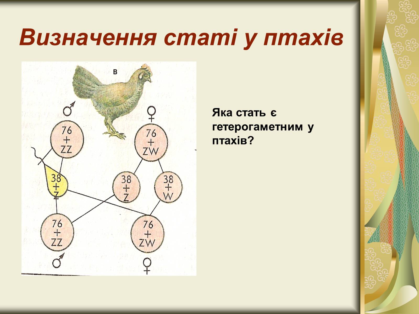 У куриц гетерогаметный женский пол. Генетика пола птиц. Определение пола у птиц. Гетерогаметный мужской пол у птиц. Генотип птиц.