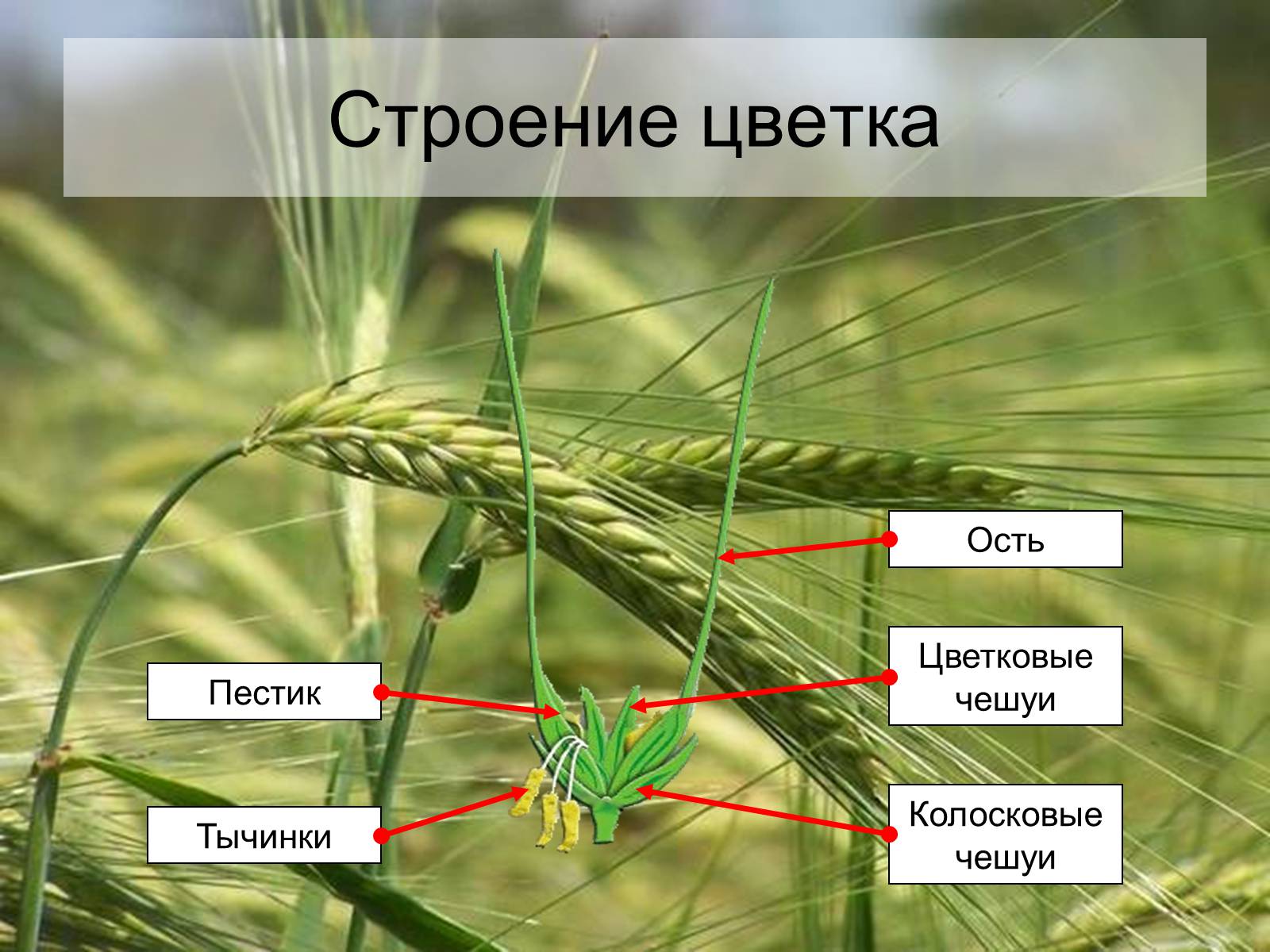 Какое строение имеет пшеница. Строение злаковых Колосковой чешуи. Строение цветка злаковых. Строение цветка пшеницы. Строение колоска злаков.