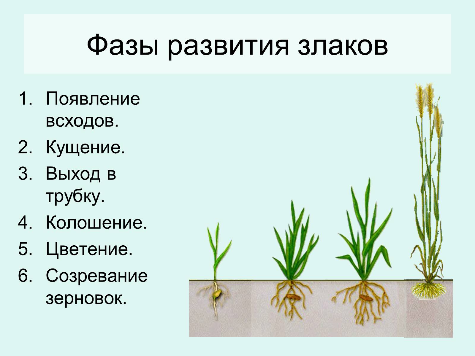 Презентація на тему «Семейство Злаковые» - Слайд #13