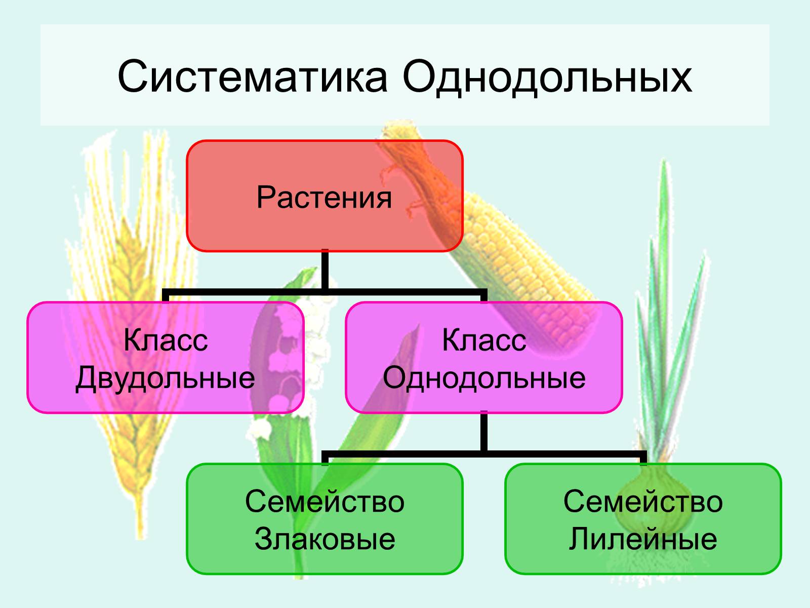 Презентація на тему «Семейство Злаковые» - Слайд #3