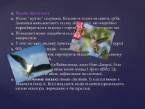 Презентація на тему «Цікаве про птахів»