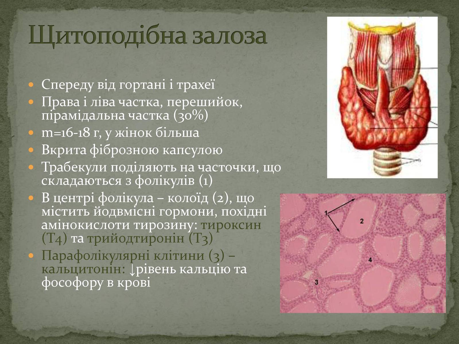 Презентація на тему «Ендокринна система» - Слайд #11