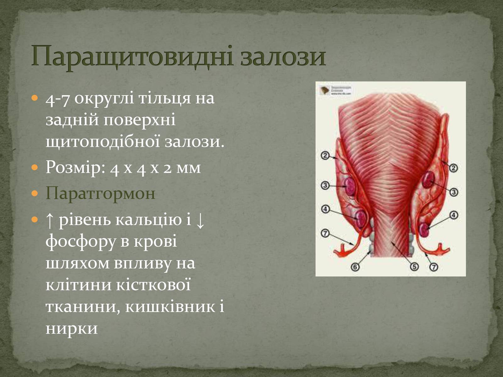 Презентація на тему «Ендокринна система» - Слайд #13