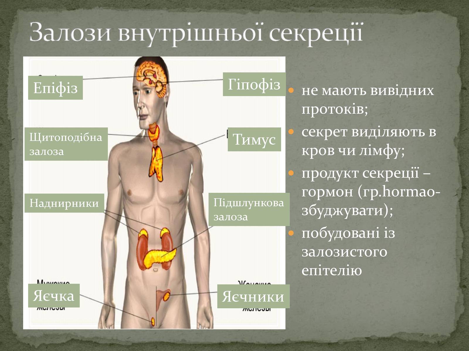 Презентація на тему «Ендокринна система» - Слайд #3