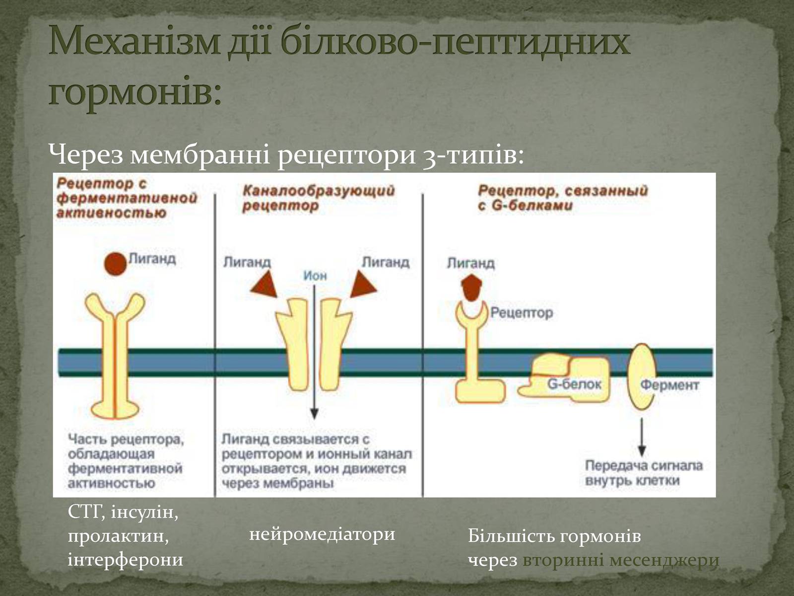 Презентація на тему «Ендокринна система» - Слайд #7