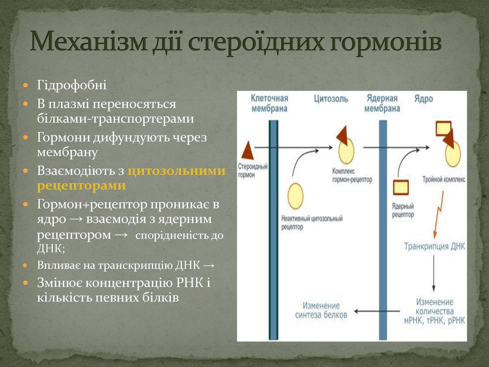 Презентація на тему «Ендокринна система» - Слайд #8