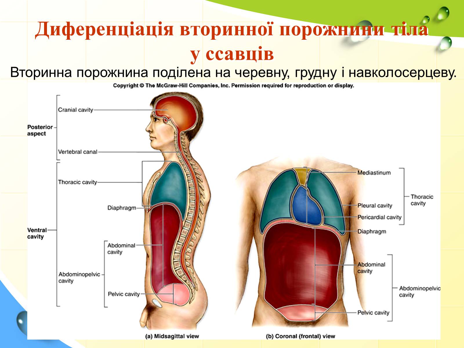 Презентація на тему «Порожнини тіла тварин» - Слайд #18