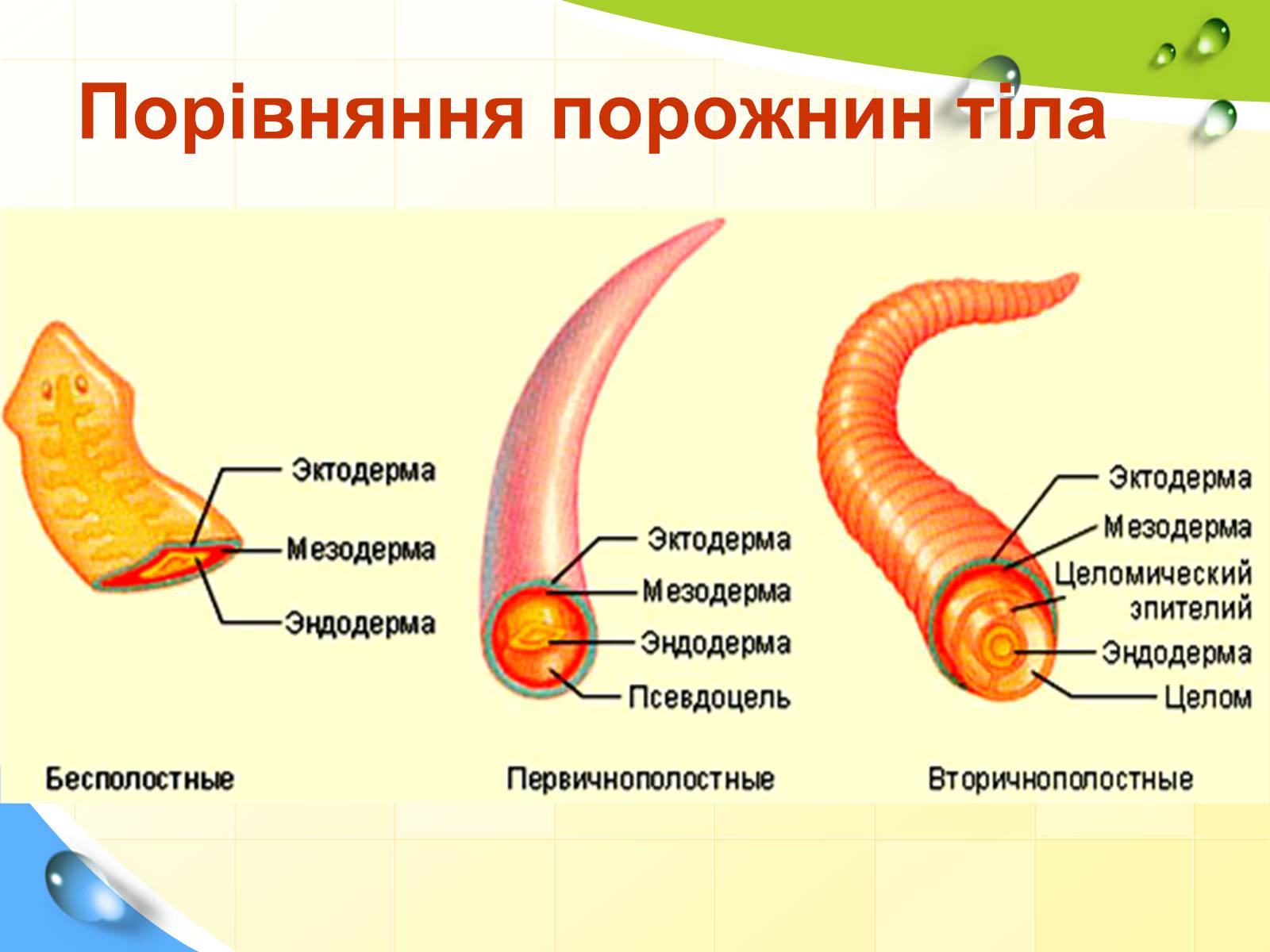 2 полость тела. Полости тела. Полости тела организмов. Полости тела животные. Полости тела у каких животных появляется.