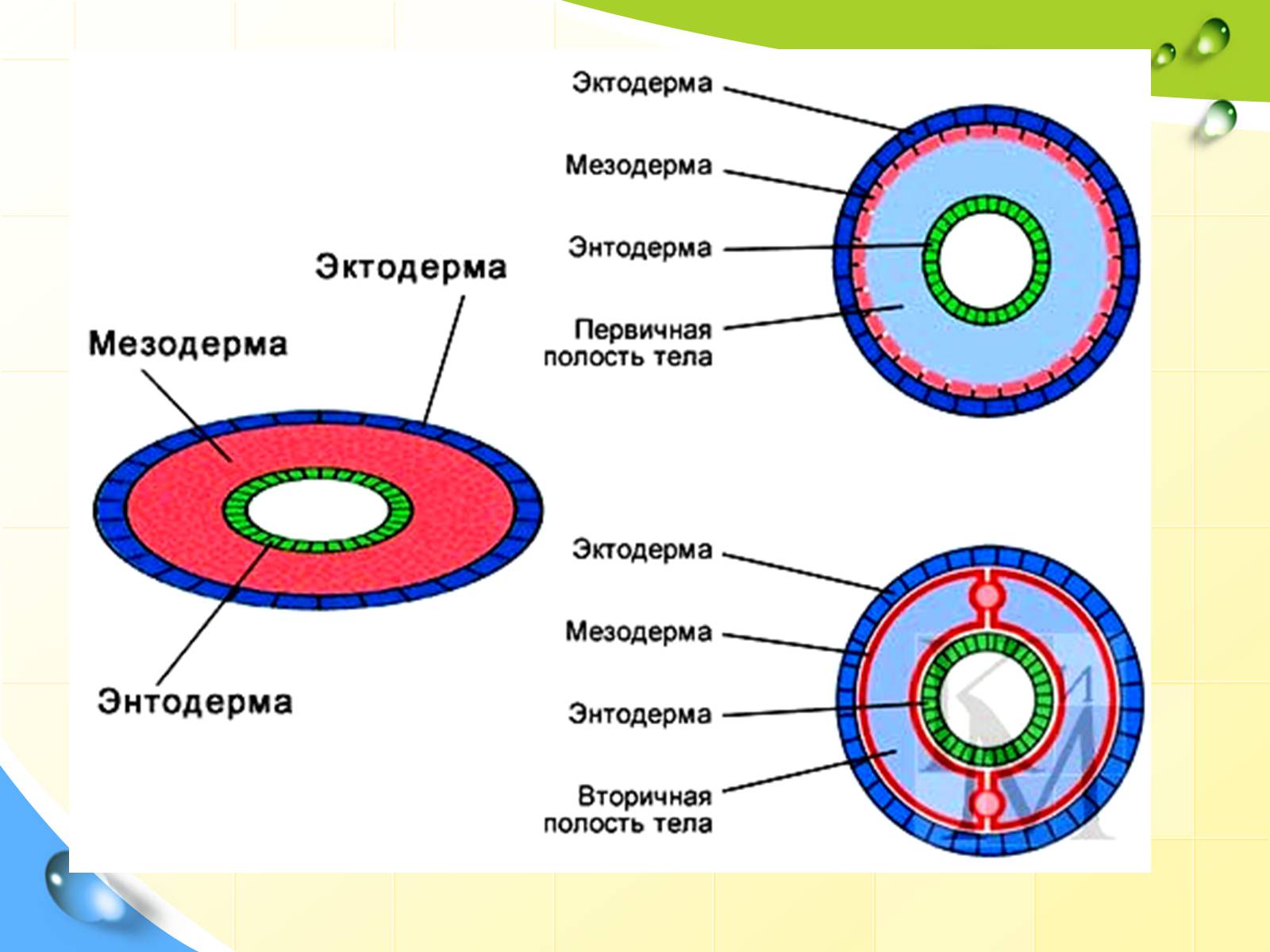 Появление третьего слоя клеток. Мезодерма у кольчатых червей. Кольчатые черви строение полости тела. Плоские черви эктодерма энтодерма мезодерма. Кольчатые черви вторичная полость тела.