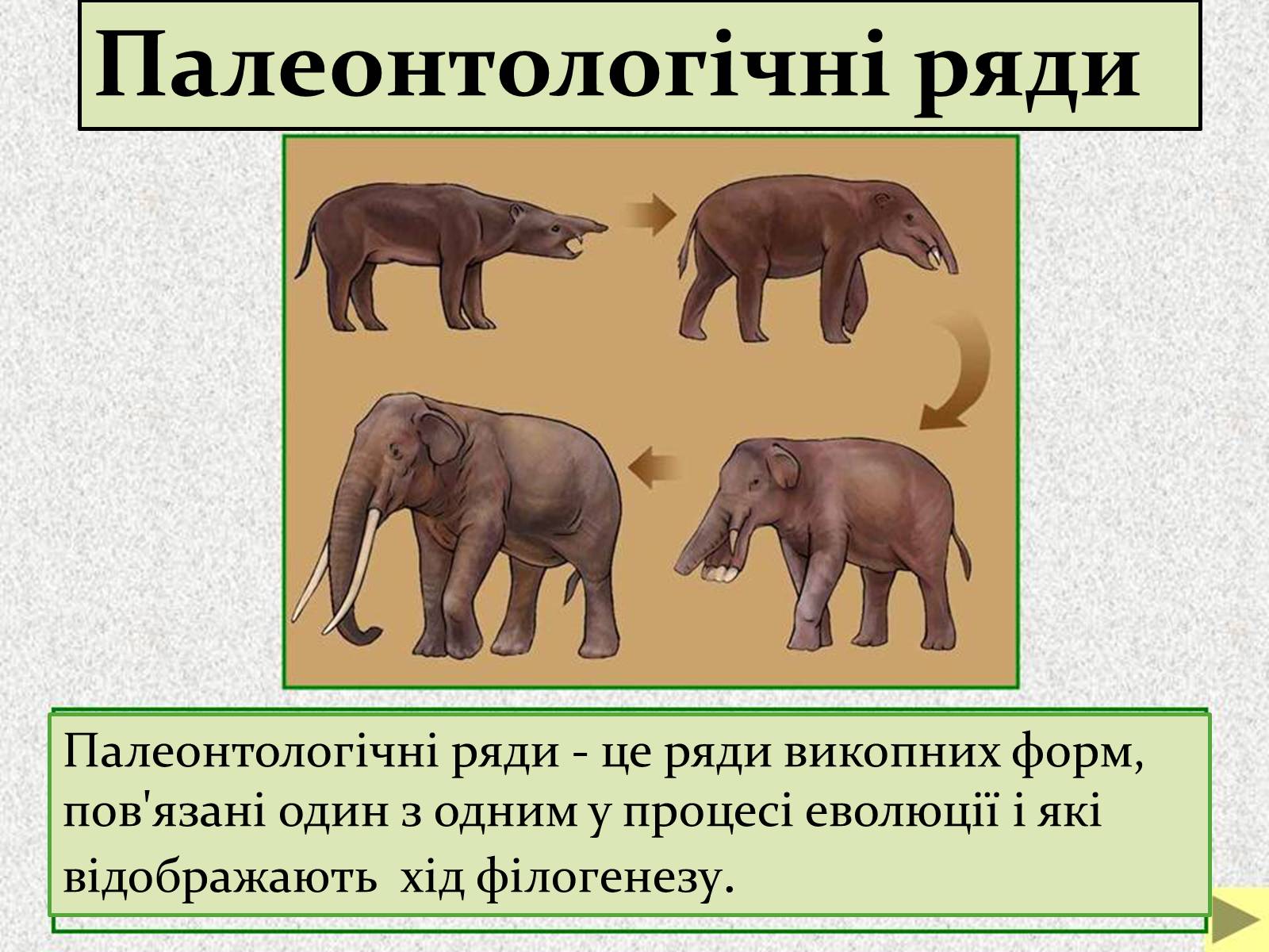 Доказательства филогенетические ряды. Филогенетический ряд слонов доказательство эволюции. Филетическая Эволюция хоботных. Филогенетические ряды это доказательства эволюции. Филогенетические ряды это в биологии.