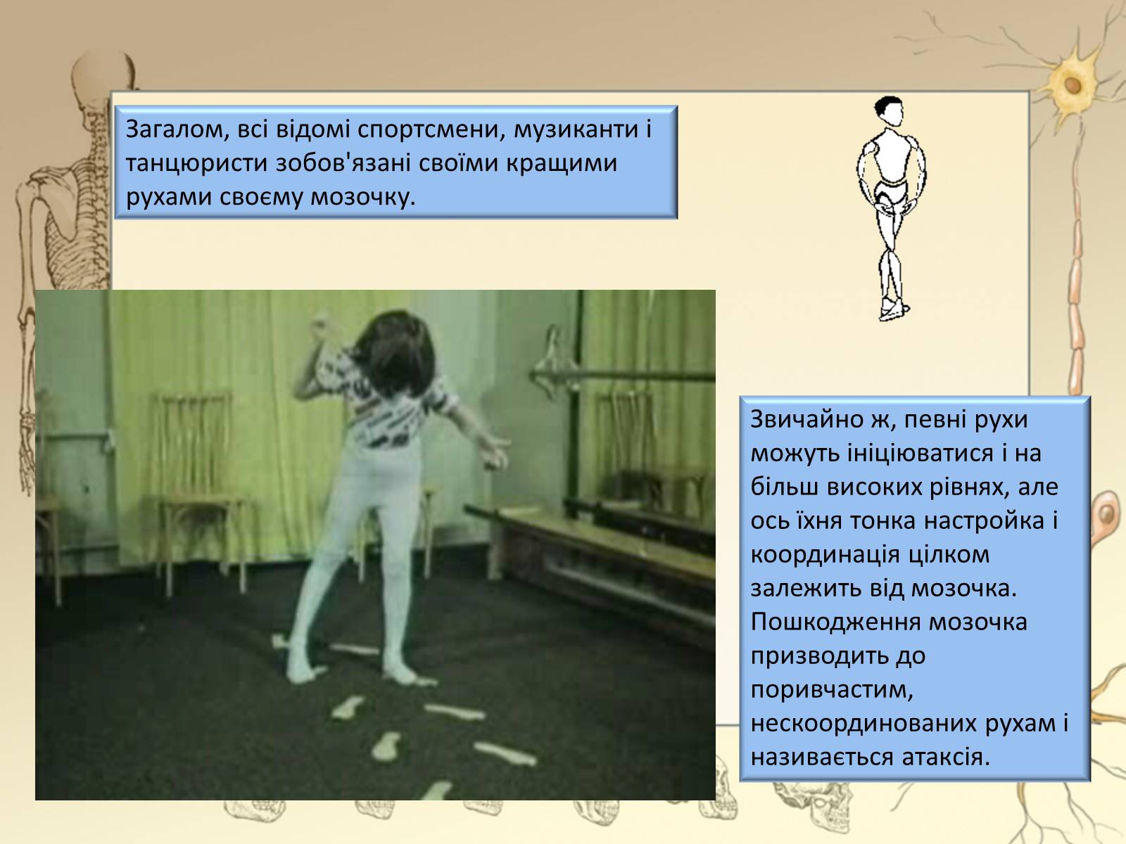 Презентація на тему «Будова і функції головного мозку. Загальна характеристика» - Слайд #25