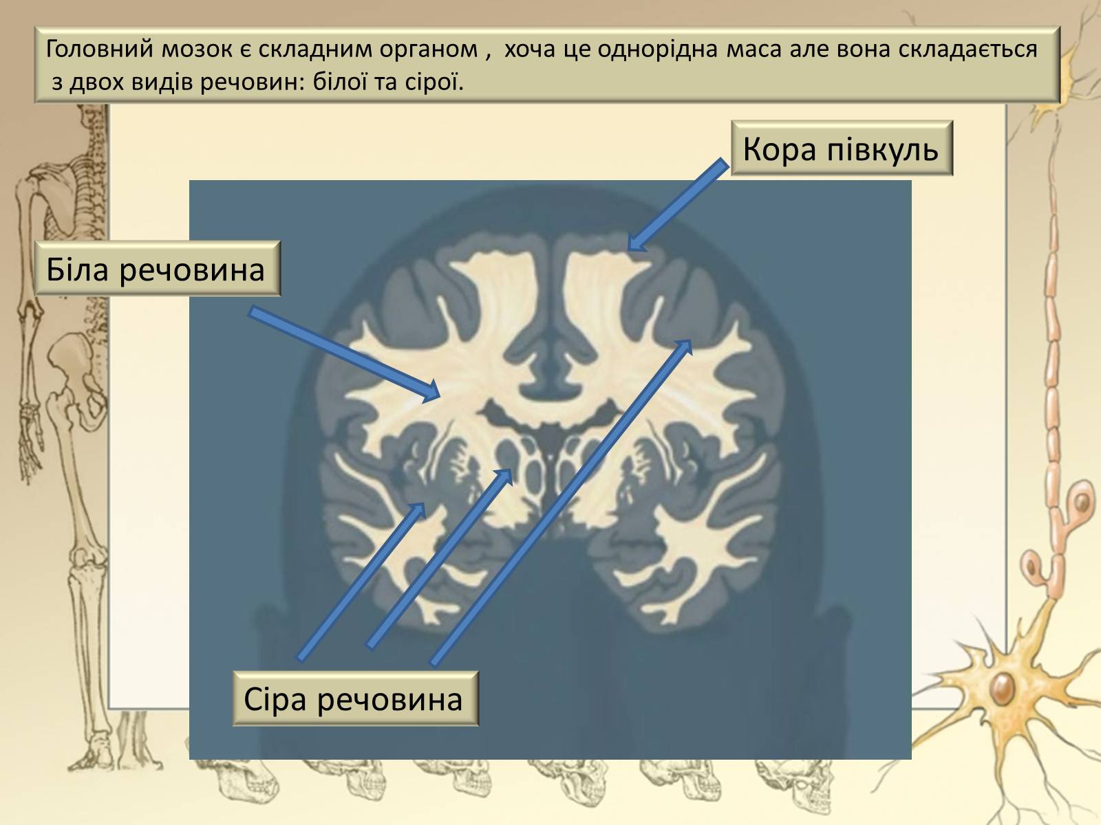 Презентація на тему «Будова і функції головного мозку. Загальна характеристика» - Слайд #36