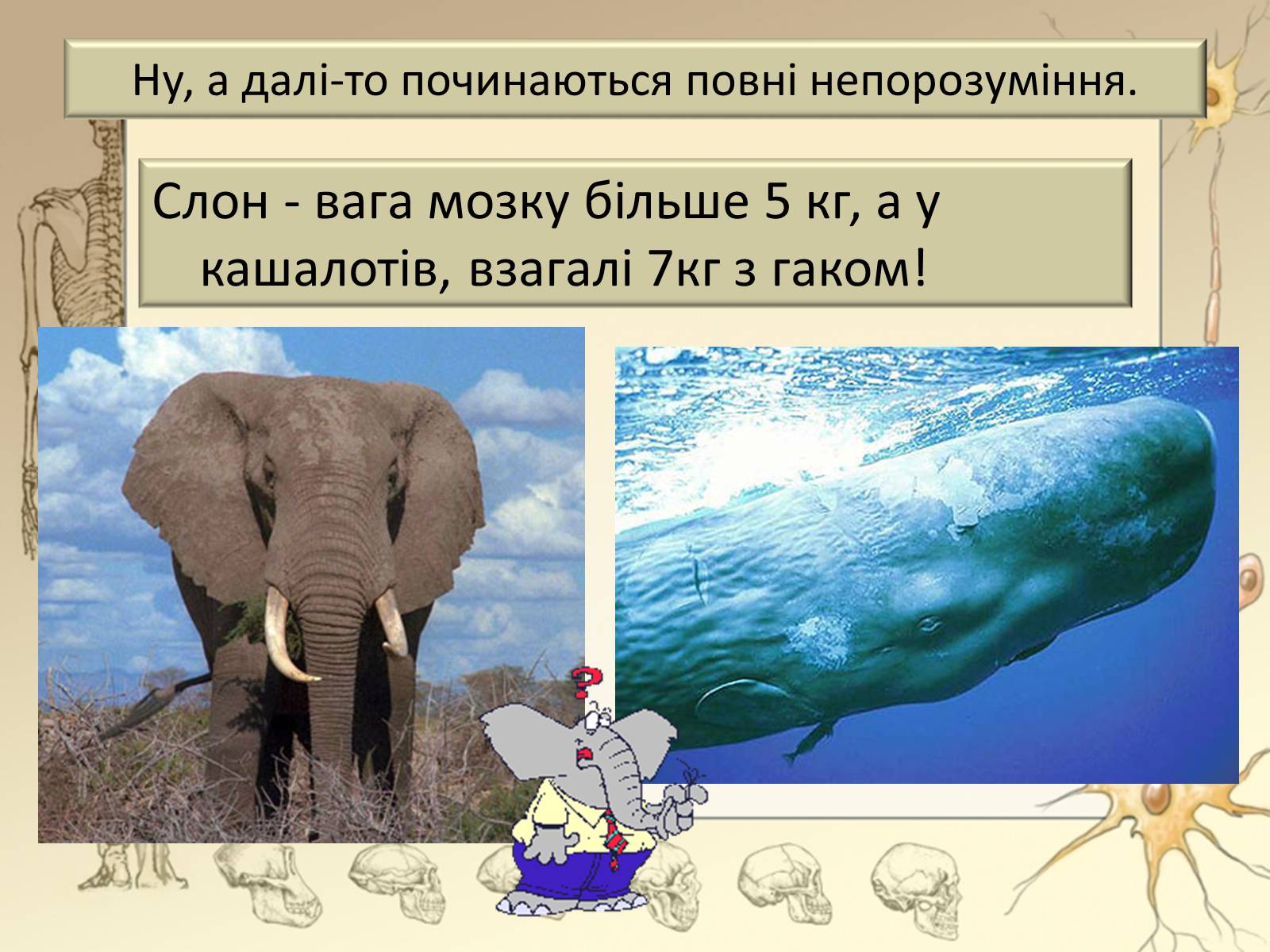 Презентація на тему «Будова і функції головного мозку. Загальна характеристика» - Слайд #6