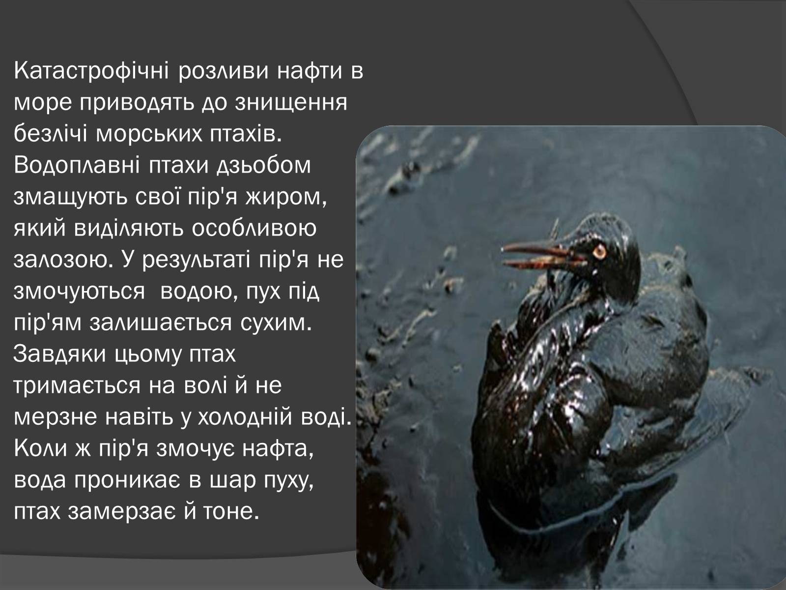 Презентація на тему «Екологічні проблеми, пов&#8217;язані з використанням теплових машин і двигунів» - Слайд #12