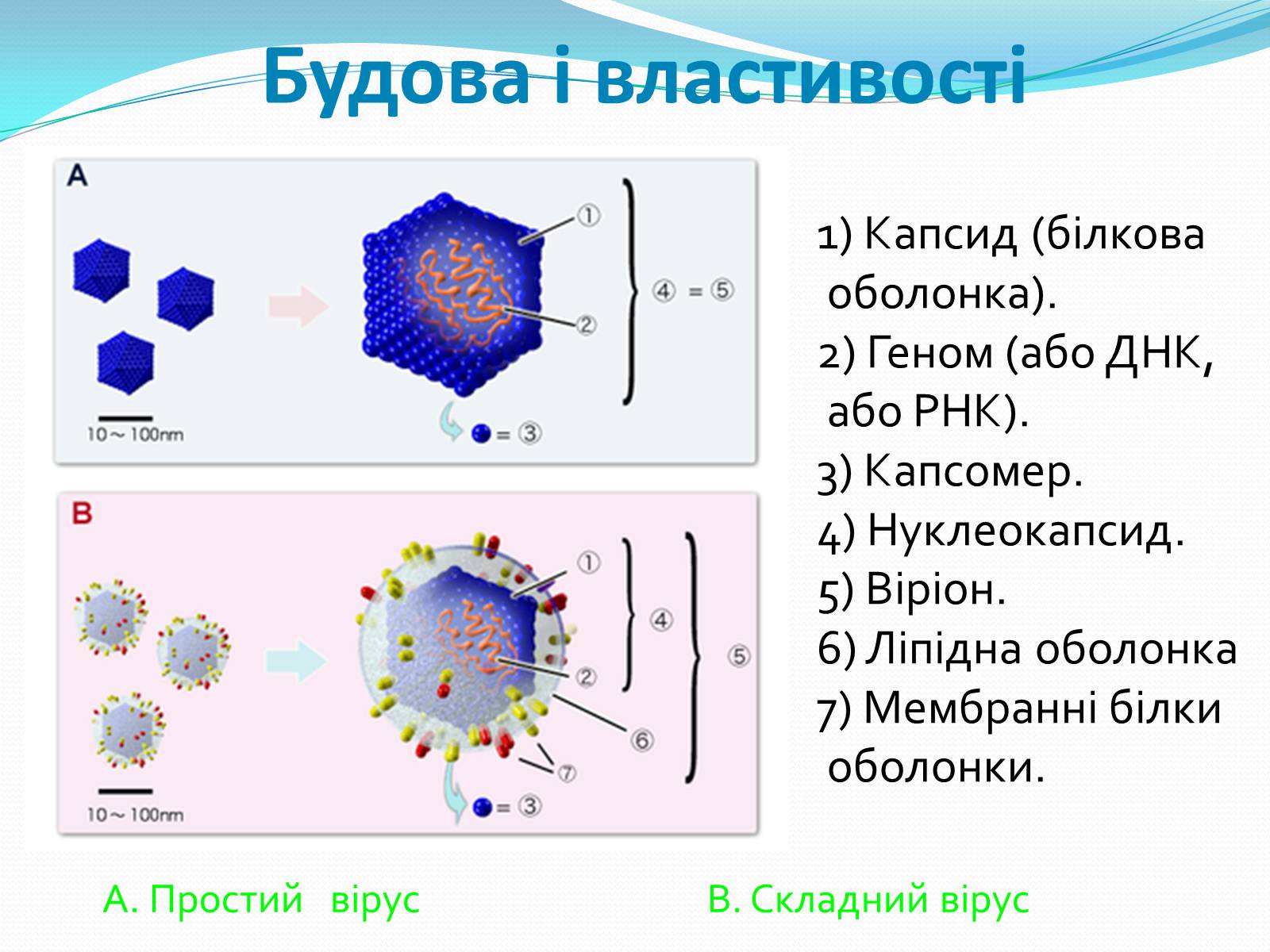 Презентація на тему «Неклітинні форми життя: віруси» - Слайд #9