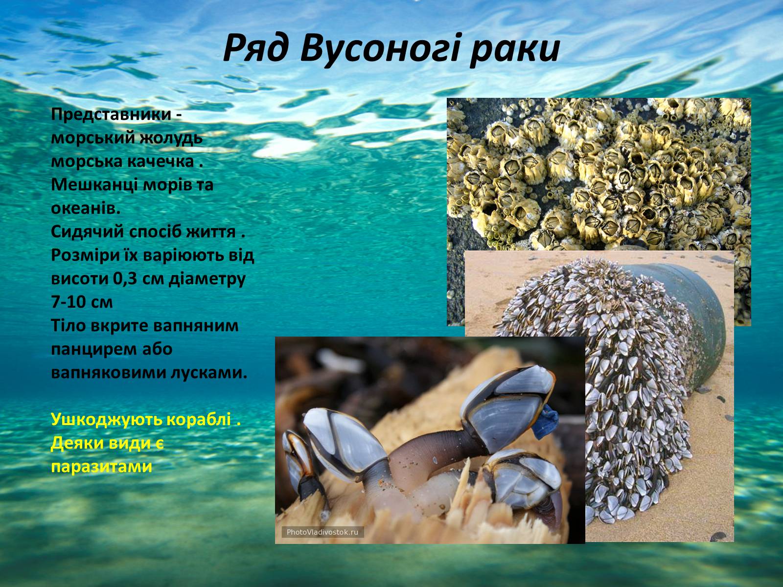 Презентація на тему «Різноманітність ракоподібних» (варіант 1) - Слайд #8