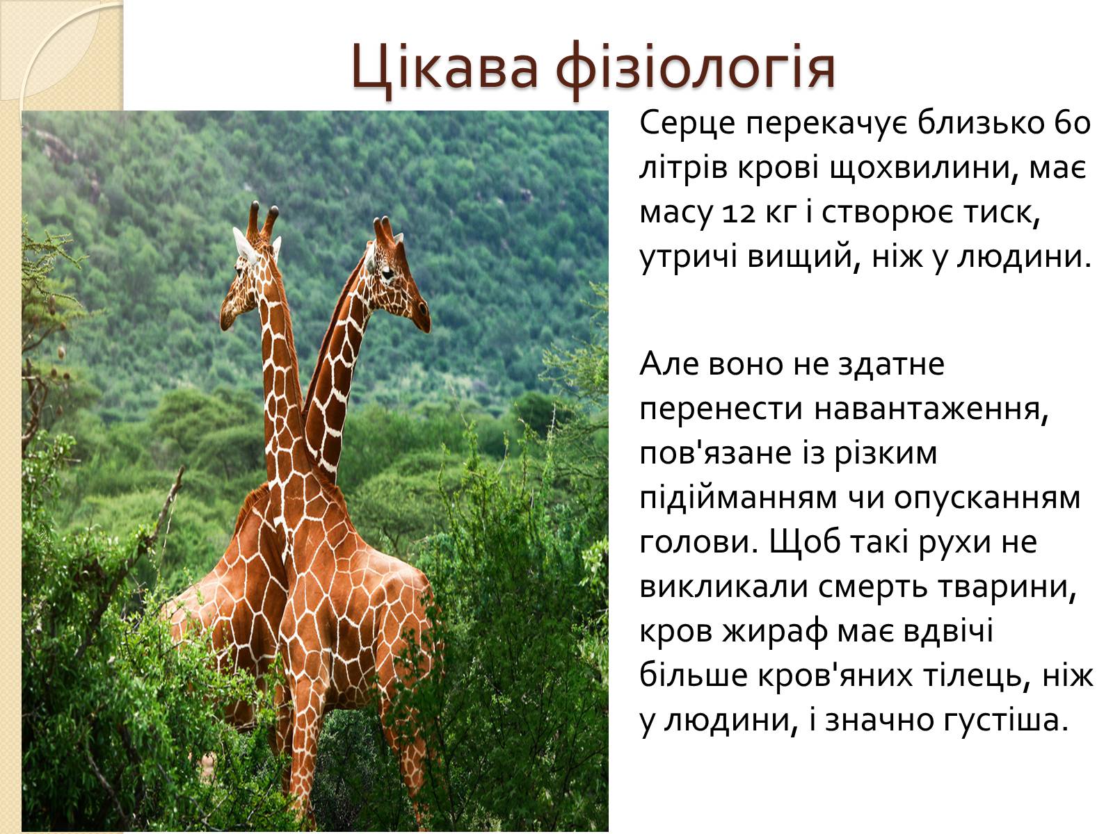 Презентація на тему «Ссавці. Парнокопитні. Жирафові. Жирафа степова» - Слайд #3