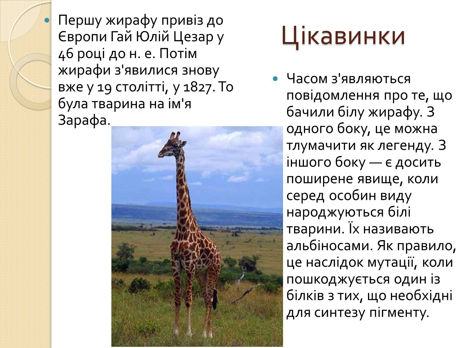 Презентація на тему «Ссавці. Парнокопитні. Жирафові. Жирафа степова» - Слайд #9