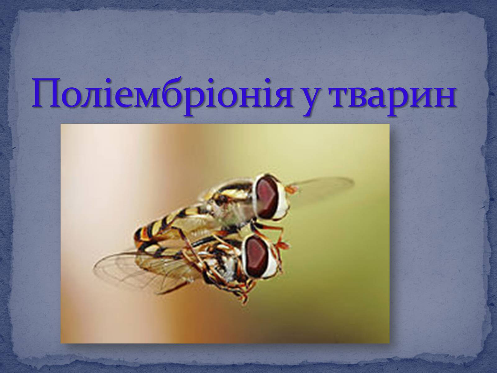 Презентація на тему «Поліембріонія» - Слайд #8