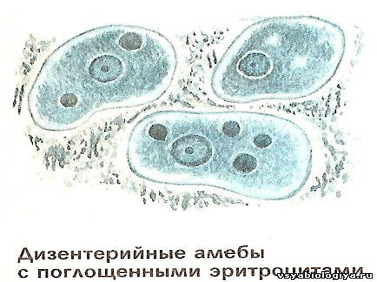 Дизентерийная амеба. 1. Дизентерийная амеба. Циста амёбы дезентерийной. Дизентерийная амёба с эритроцитами. Клетки амебы дизентерийной.