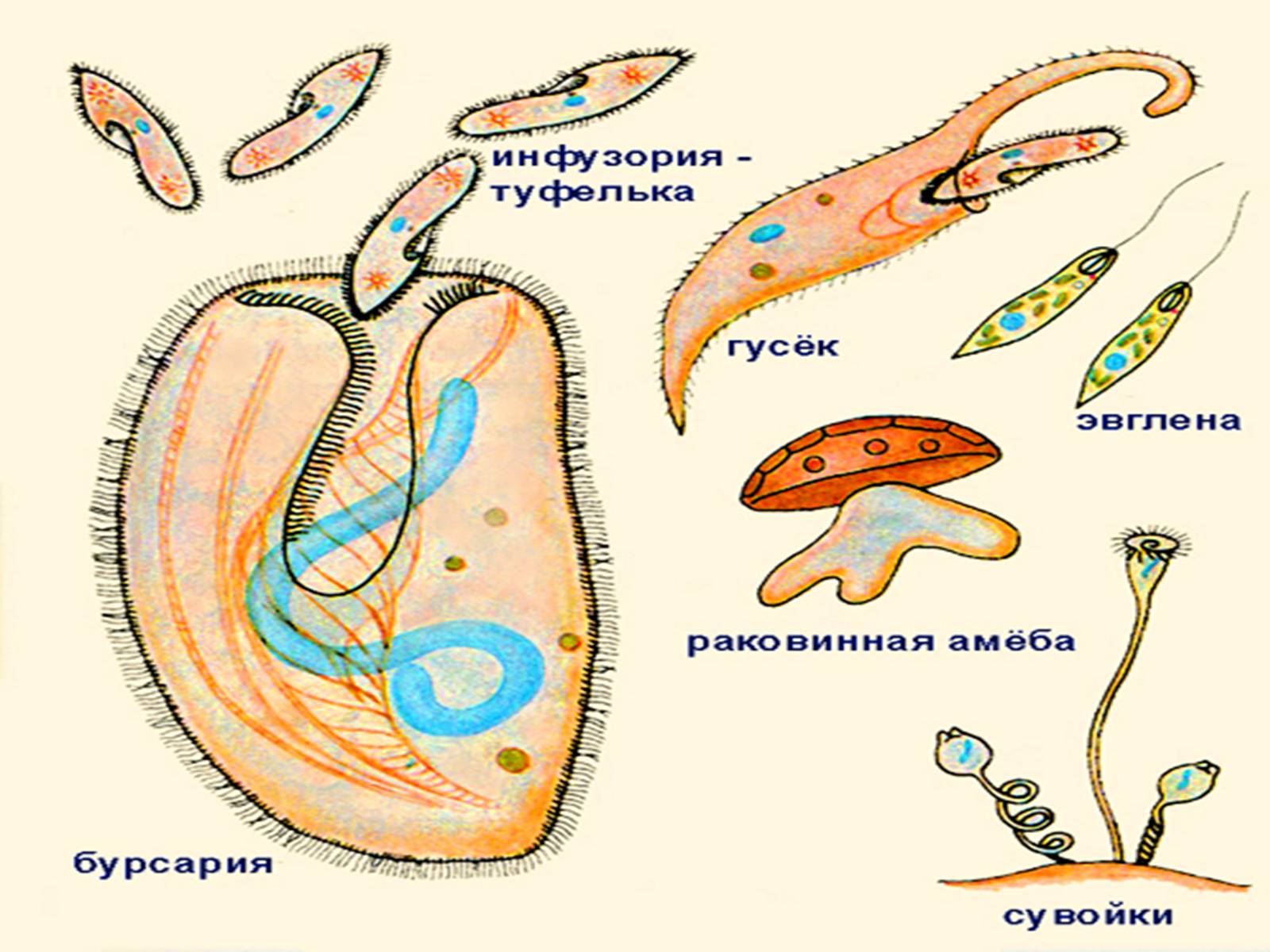 Одноклеточные организмы рисунок. Одноклеточные животные. Простейшие одноклеточные животные. Презентация на тему одноклеточные животные. Назовите одноклеточный организм.