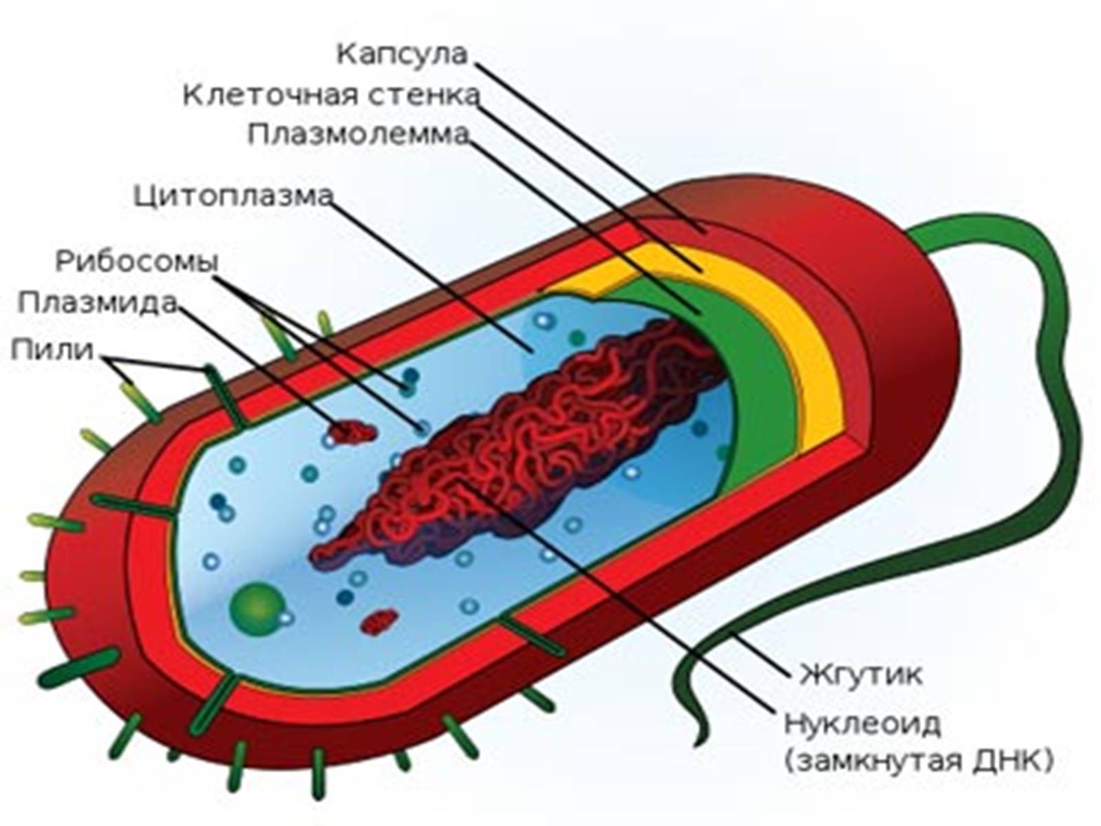 Презентація на тему «Одноклеточные животные или Простейшие» - Слайд #6