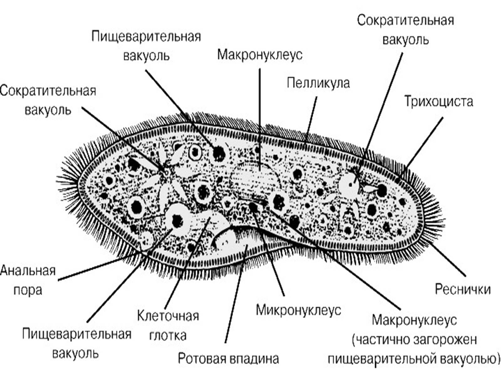 Презентація на тему «Одноклеточные животные или Простейшие» - Слайд #8