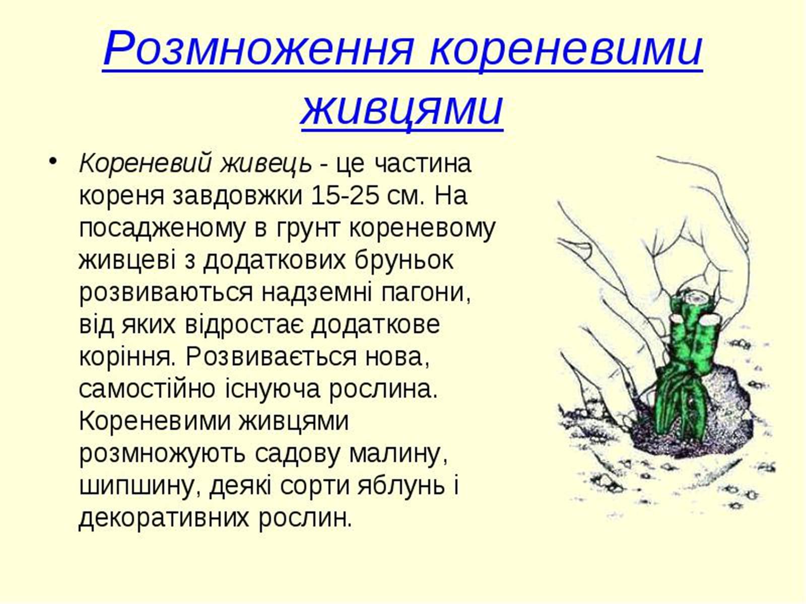 Презентація на тему «Вегетативне розмноження рослин» - Слайд #11