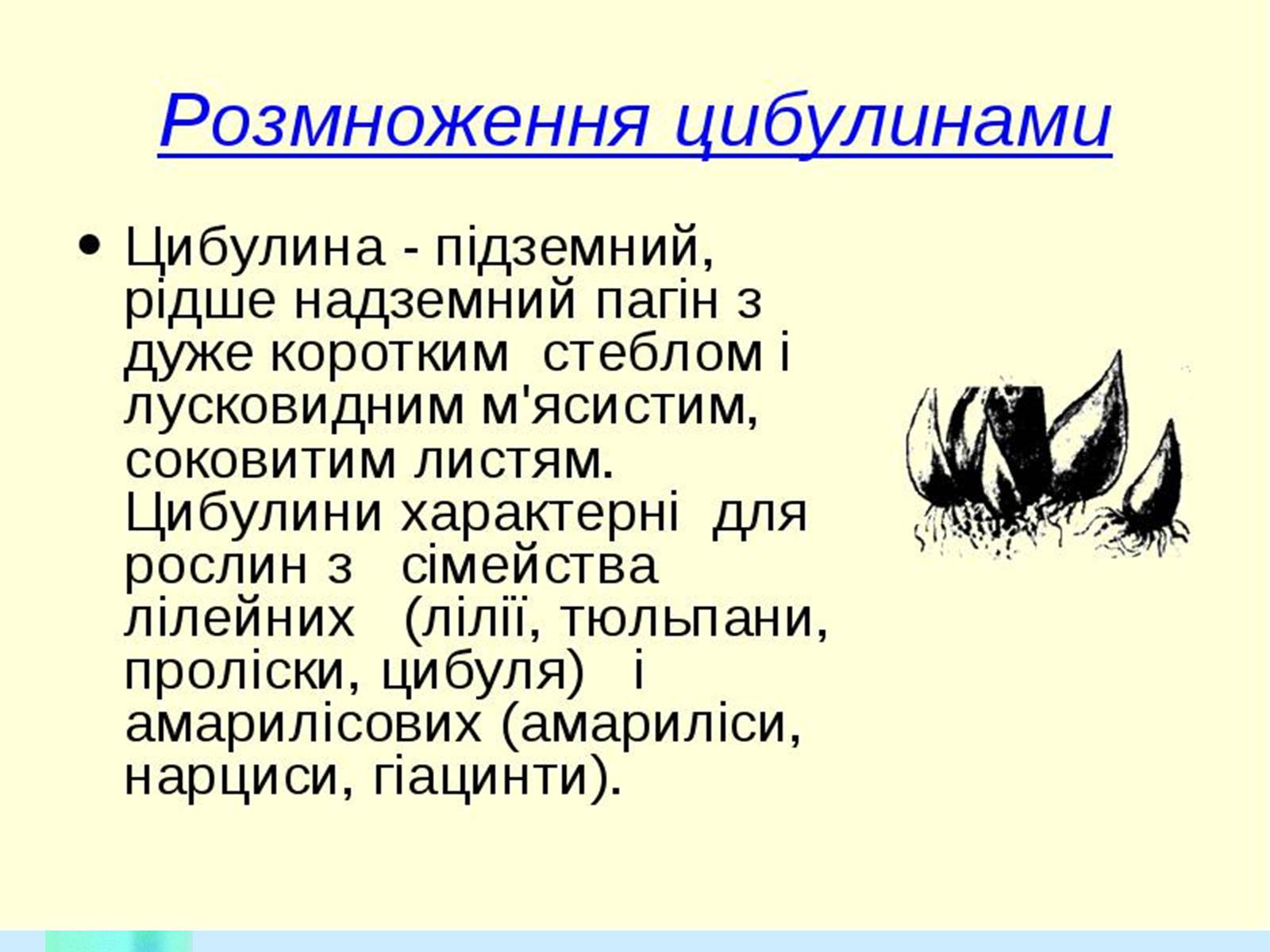 Презентація на тему «Вегетативне розмноження рослин» - Слайд #13