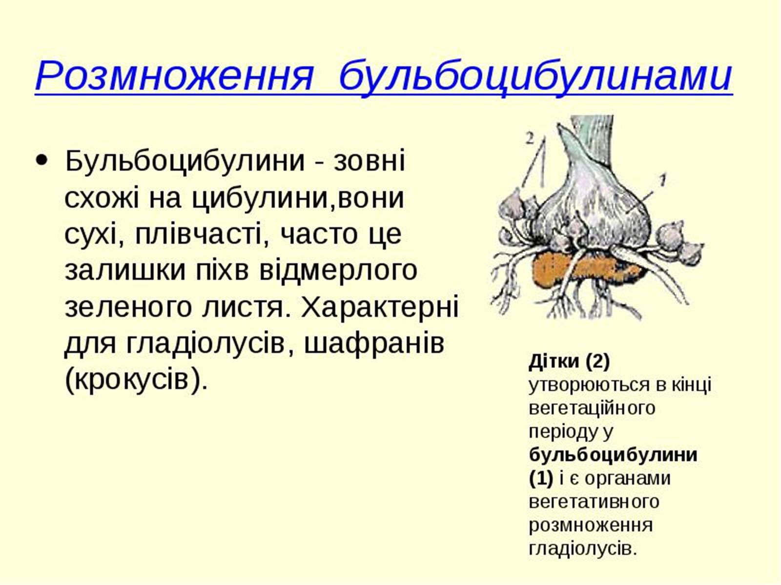 Презентація на тему «Вегетативне розмноження рослин» - Слайд #15