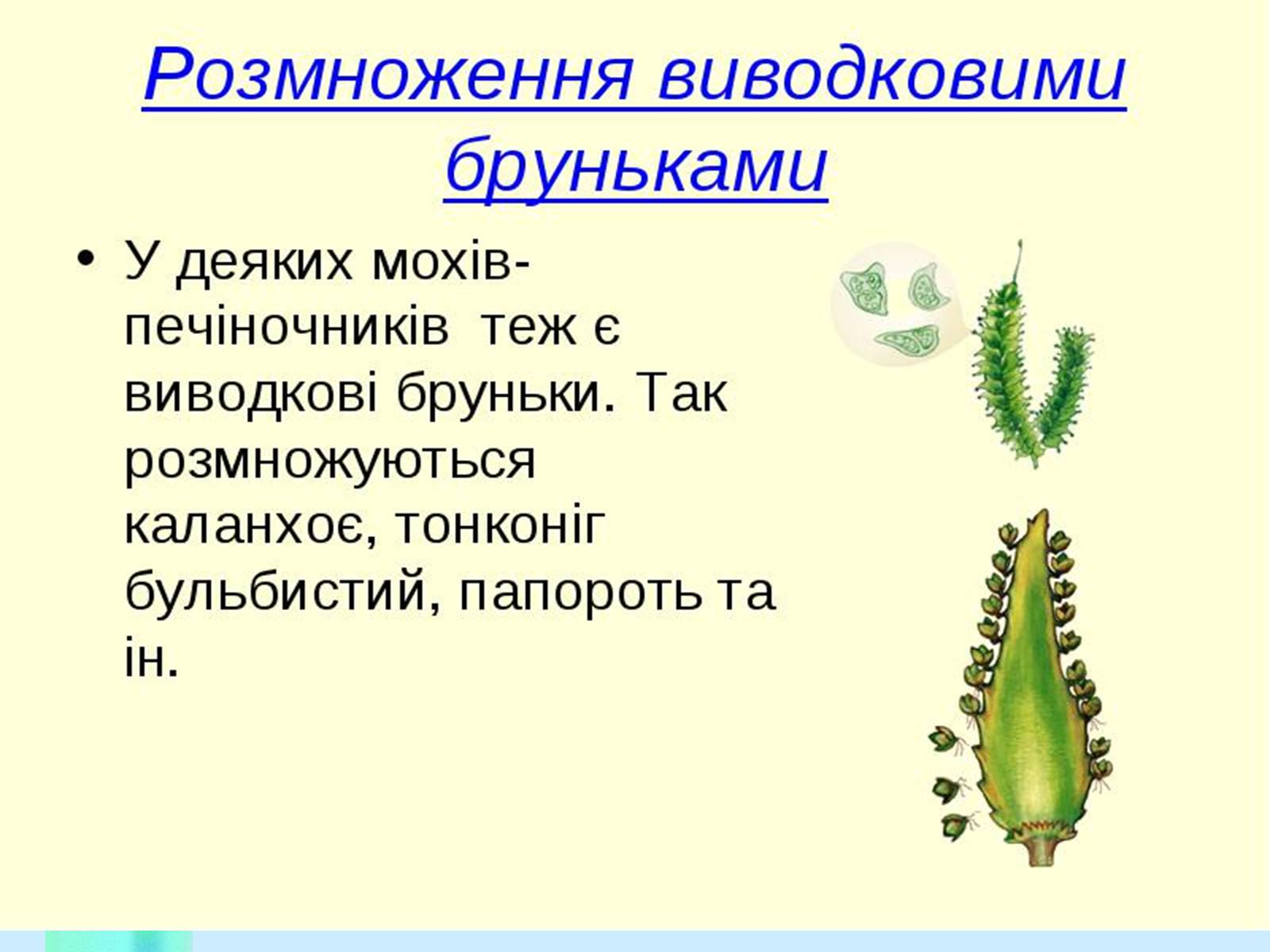 Презентація на тему «Вегетативне розмноження рослин» - Слайд #7