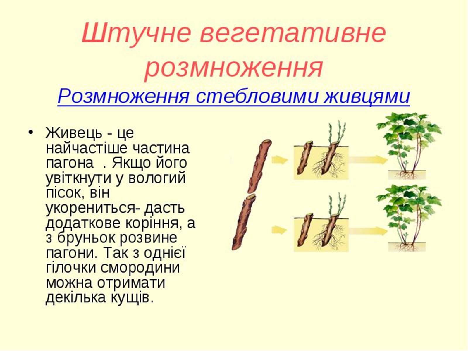 Презентація на тему «Вегетативне розмноження рослин» - Слайд #9