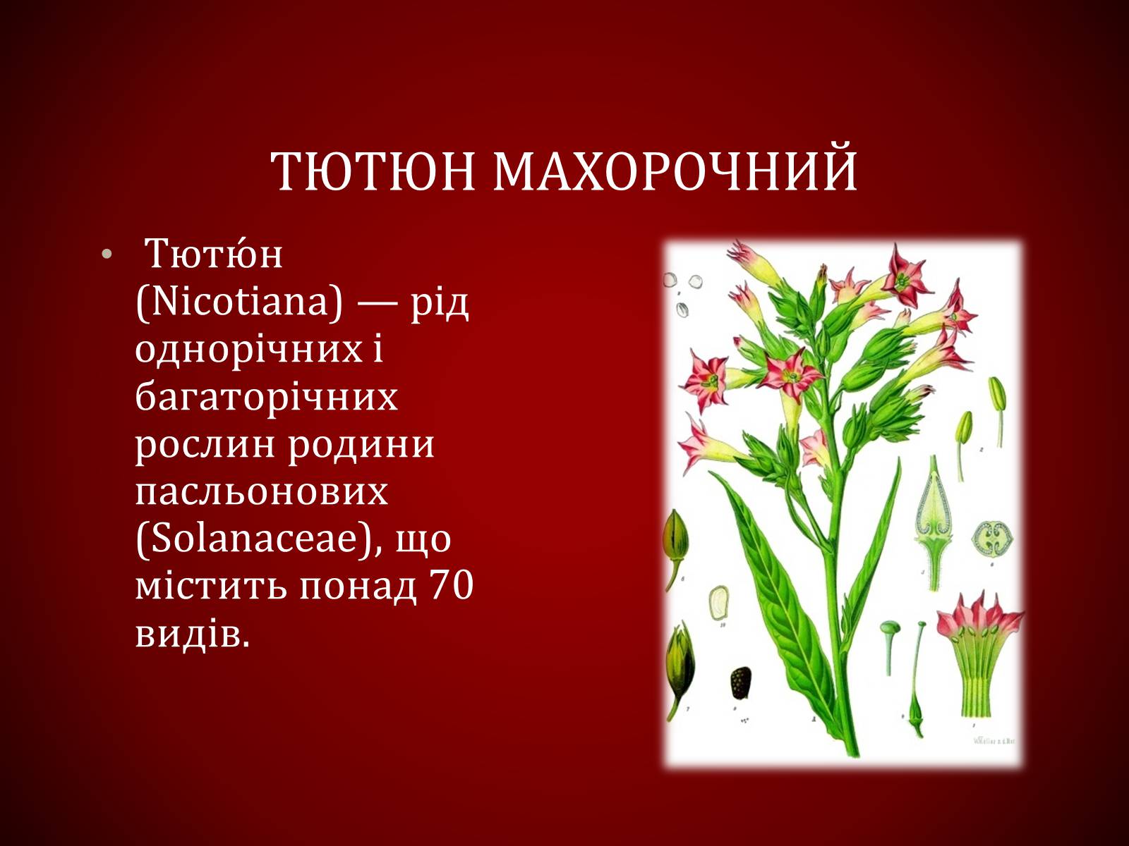 Презентація на тему «Шкідливий вплив тютюнопаління» (варіант 1) - Слайд #7