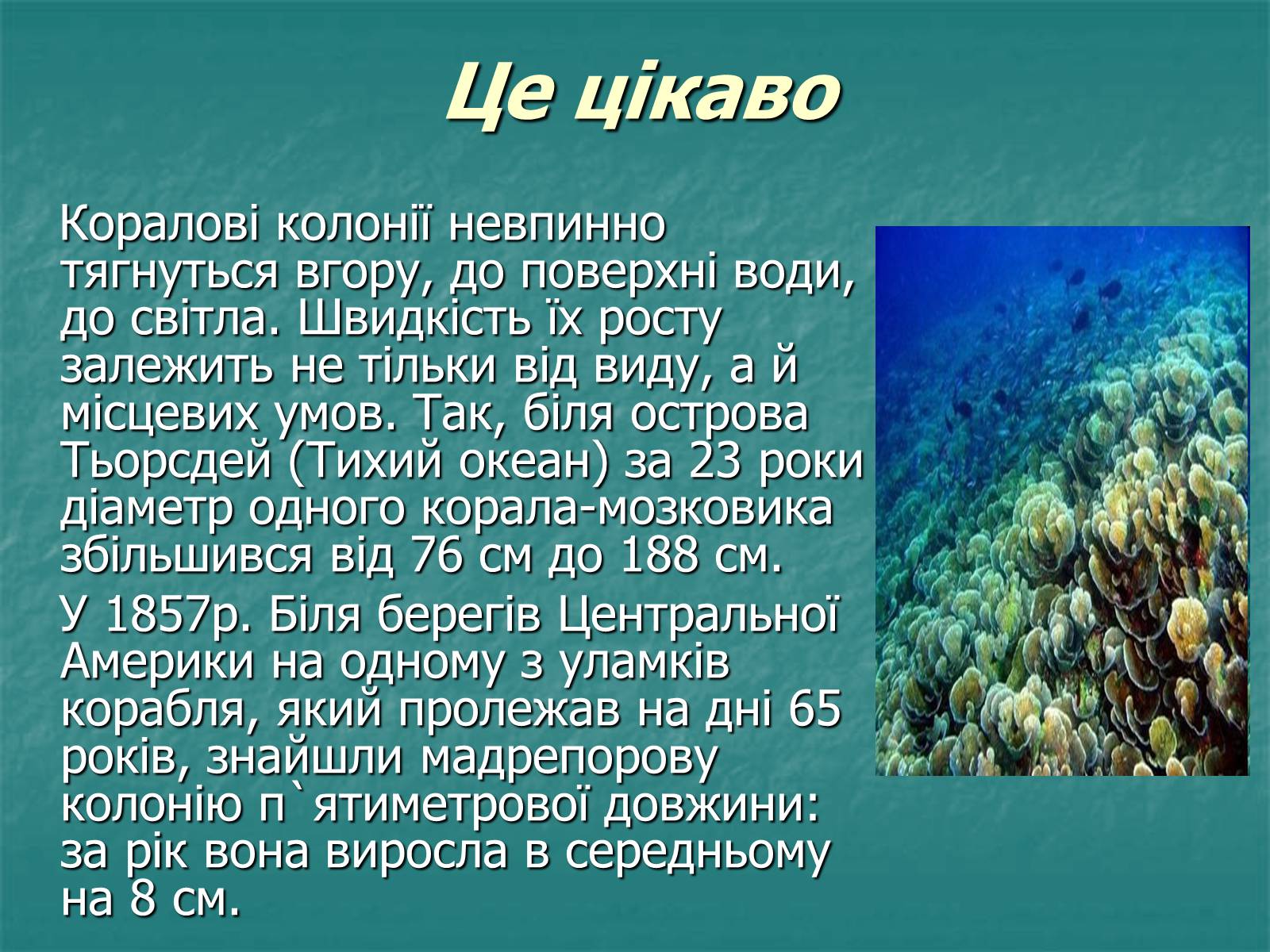 Презентація на тему «Найпростіші багатоклітинні тварини» - Слайд #13