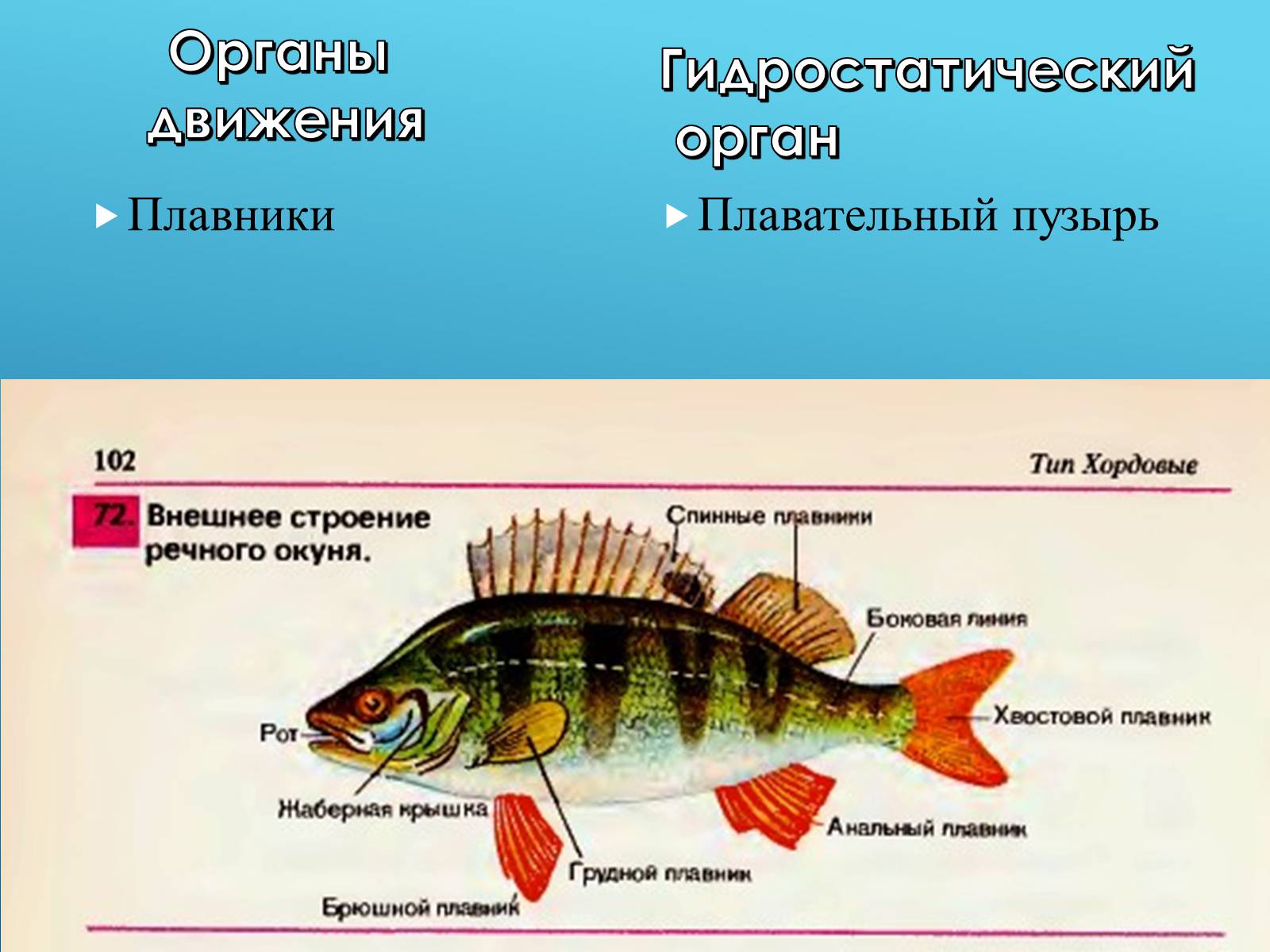 Презентація на тему «Адаптация организмов к жизни в водной среде» - Слайд #14