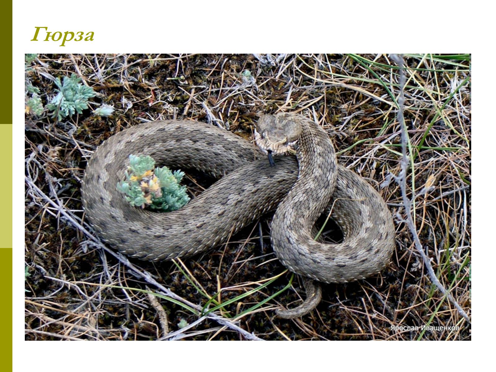 Гюрза змея где. Гюрза Гадюковые (подсемейство). Кавказская Гюрза. Ядовитая змея Гюрза. Кавказская гадюка Гюрза.