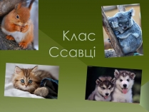 Презентація на тему «Клас Сcавці» (варіант 1)