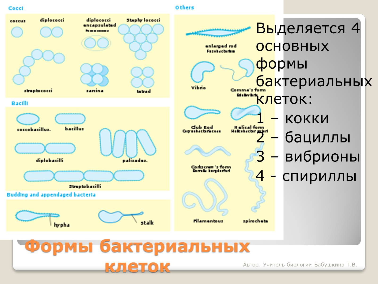 Презентація на тему «Царство Бактерии» - Слайд #7