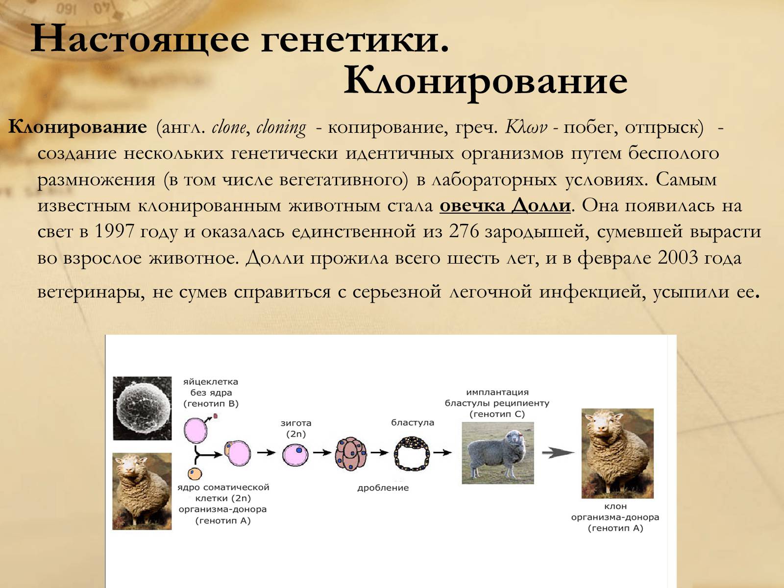 Клонирование это. Генетическое клонирование. Клонирование генетика. Генетическое клонирование животных. Клонирование схема.