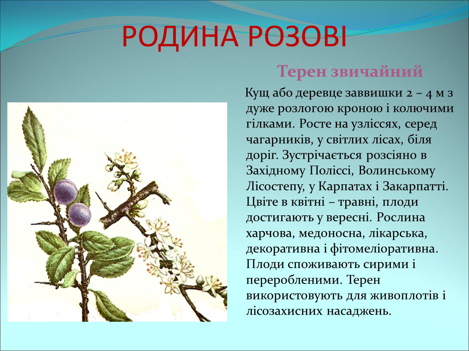 Презентація на тему «Різноманітність покритонасінних рослин» - Слайд #27