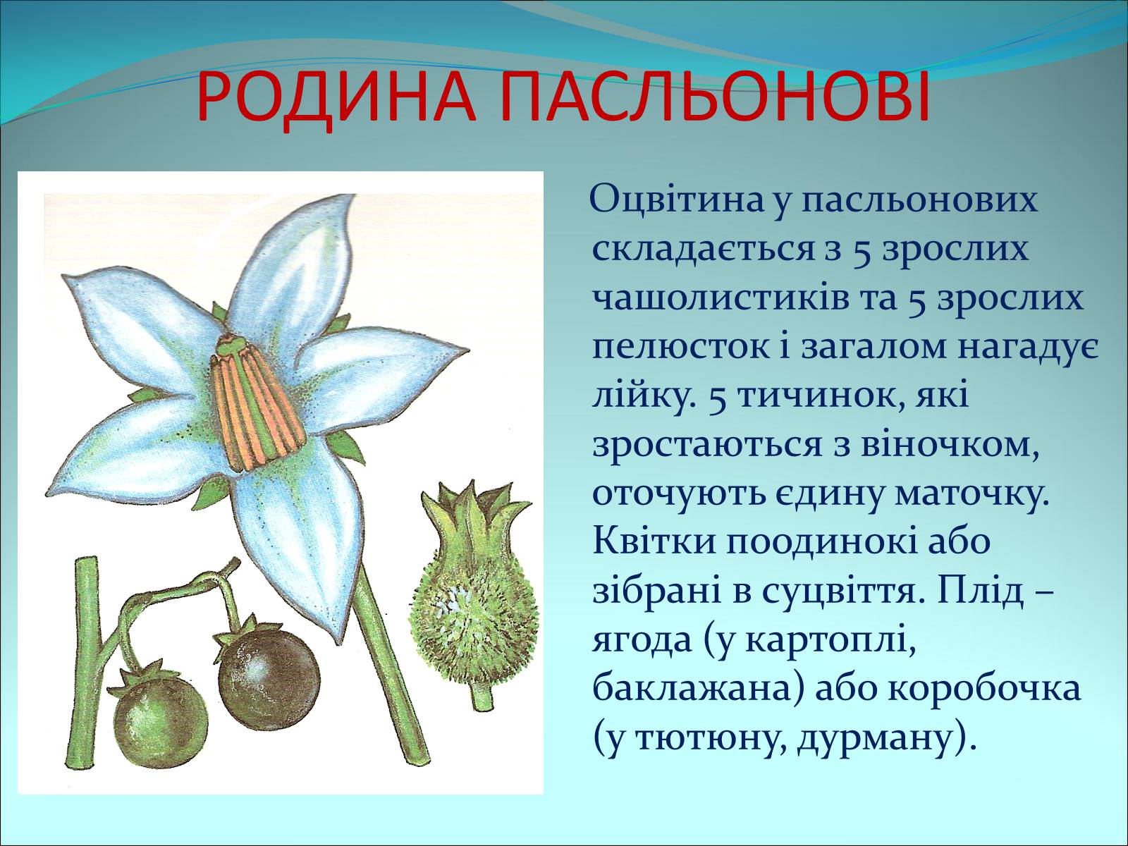 Презентація на тему «Різноманітність покритонасінних рослин» - Слайд #46