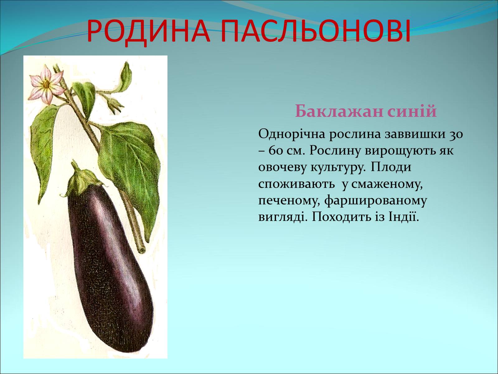 Презентація на тему «Різноманітність покритонасінних рослин» - Слайд #52