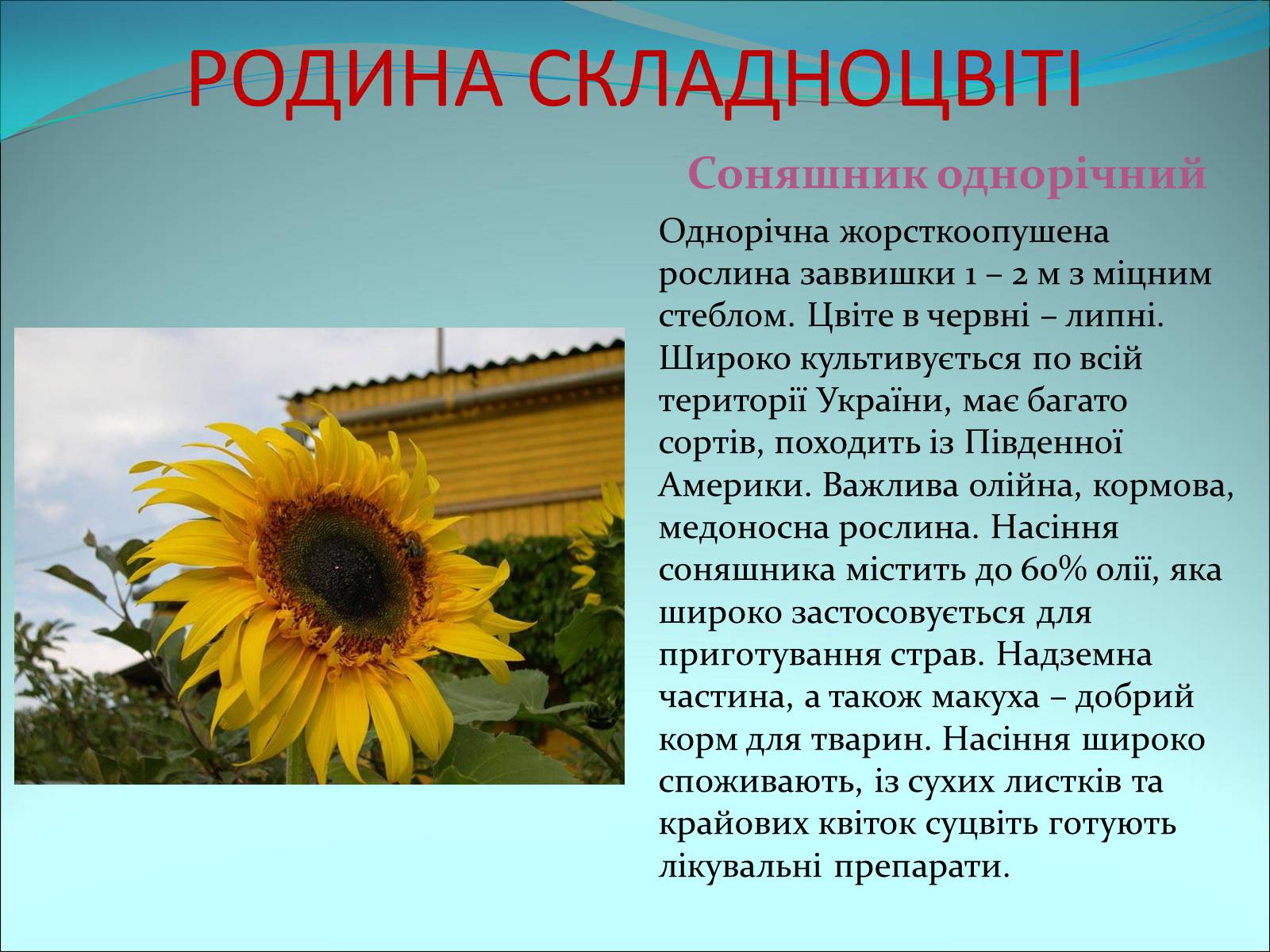 Презентація на тему «Різноманітність покритонасінних рослин» - Слайд #56