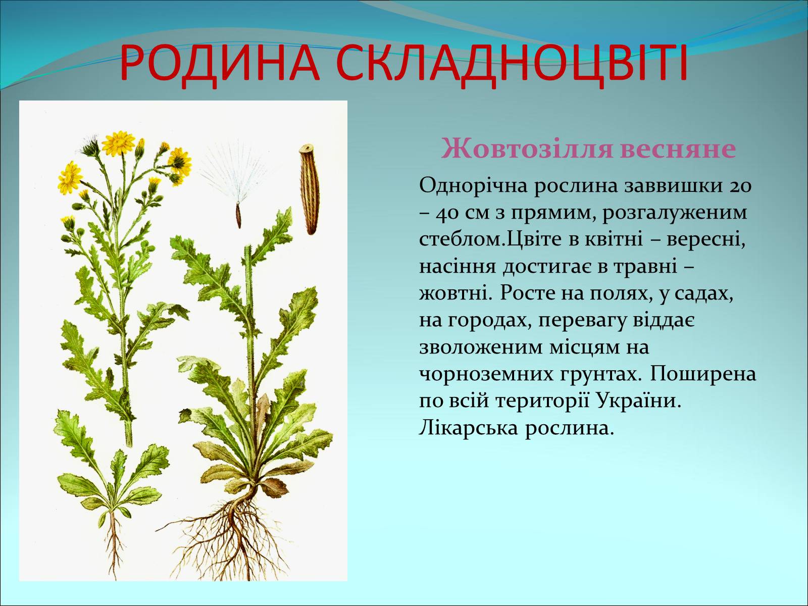 Презентація на тему «Різноманітність покритонасінних рослин» - Слайд #62