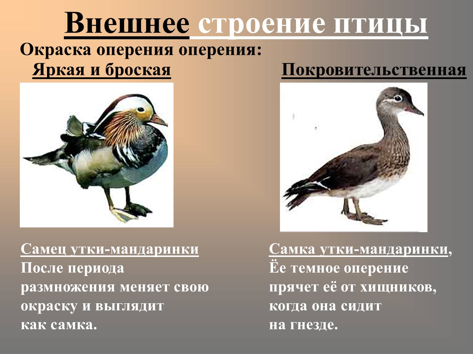 Сравнение птиц 3 класс. Внешнее строение птиц. Птицы цвет оперения. Окраска оперения. Птица Мандаринка строение.