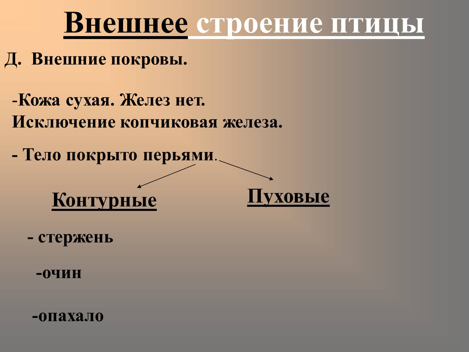 Копчиковая железа у каких птиц. Кожный Покров птиц.