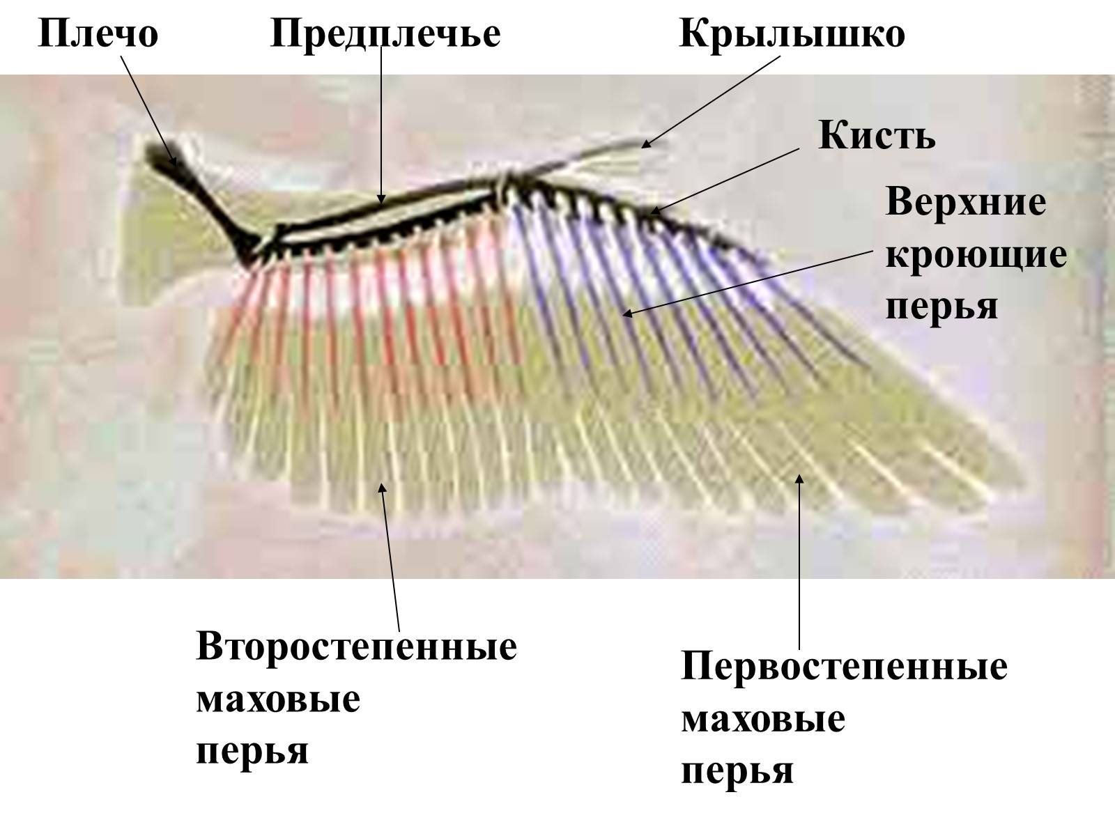 Кроющие крыла. Маховые Крылья строение. Второстепенные маховые Крылья. Первостепенные маховые перья. Первостепенные маховые перья у птиц.